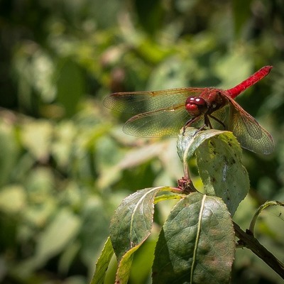 "red dragonfly" original photograph on standout frame by viola ware, 8x10