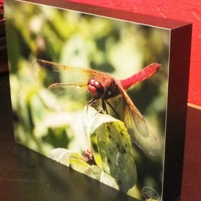 "red dragonfly" original photograph on standout frame by viola ware, 8x10