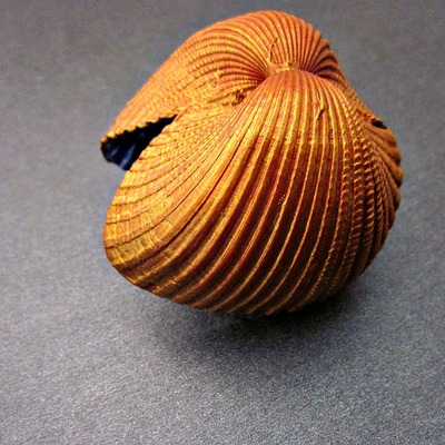 Painted seashell display/ decor accent in copper gold and periwinkle blue