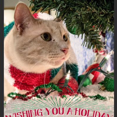 Catmas cards