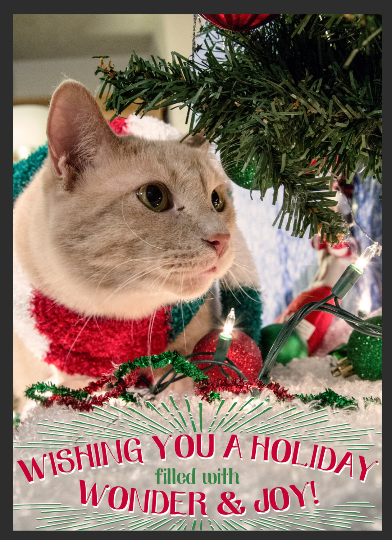 Catmas Cards