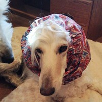 SALE Cotton Snood - Red Paisley - Thumbnail 1