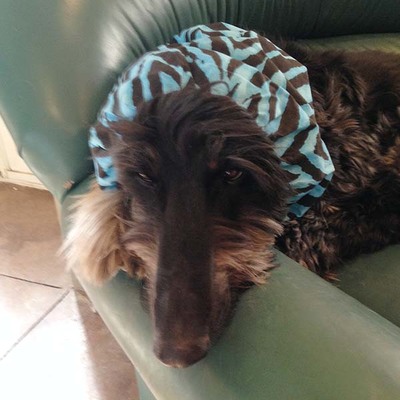 Sale cotton snood - turquoise zebra