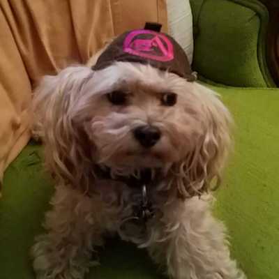 Pupscout uniform hats