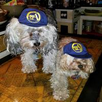 PupScout uniform hats - Thumbnail 1