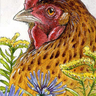 "chicken with aster and goldenrod" mini framed ink & watercolor painting
