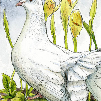"dove with orchids" ink & watercolor painting
