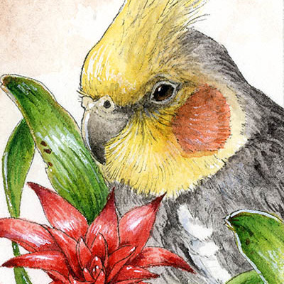 "cockatiel with bromeliad" ink & watercolor painting