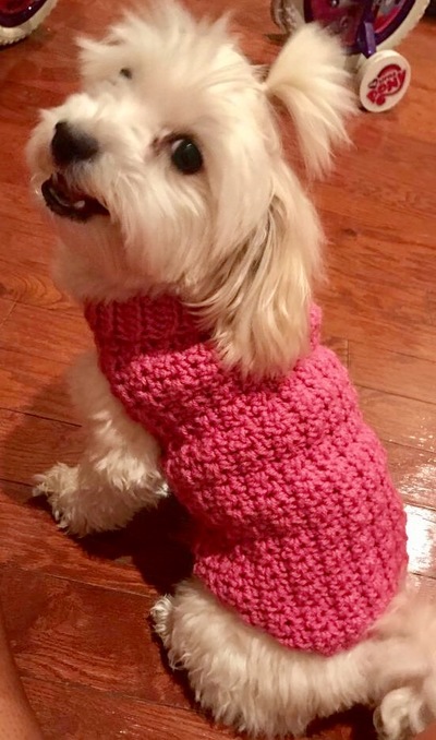 Crochet Dog Sweater