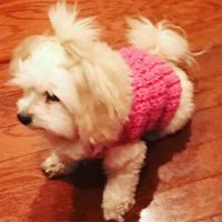Crochet Dog Sweater - Thumbnail 1