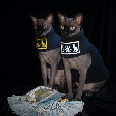 Pussy money weed yeezus