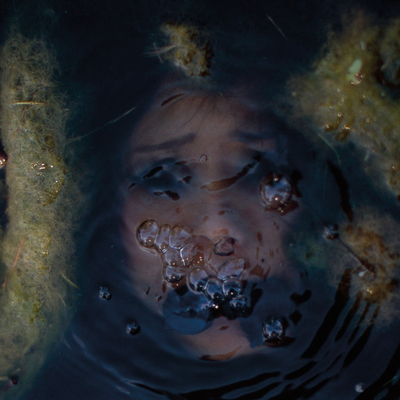 Whorid bloated pig carcass in a shallow wake [cdr]