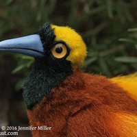 "WooWoo" the Greater Bird of Paradise soft sculpture - Thumbnail 1