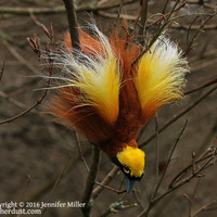"WooWoo" the Greater Bird of Paradise soft sculpture - Thumbnail 2