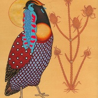 Endangered Western Tragopan Pheasant - Thumbnail 1