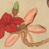 Temmincks Tragopan - Thumbnail 4