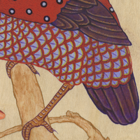 Temmincks Tragopan - Thumbnail 3