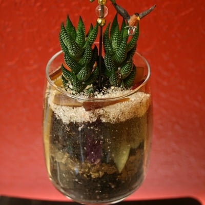 Wineglass succulent terrarium kit