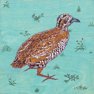 Punjab Jungle Bush Quail