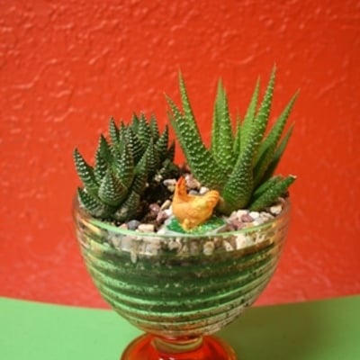 Wineglass succulent terrarium kit