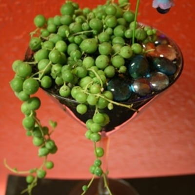 Champagne glass terrarium kit