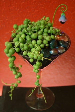 Champagne glass terrarium kit