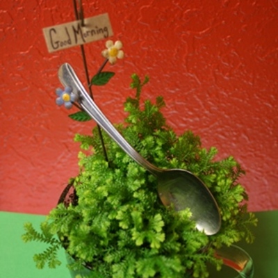 Teacup terrarium kit