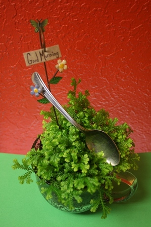 Teacup terrarium kit