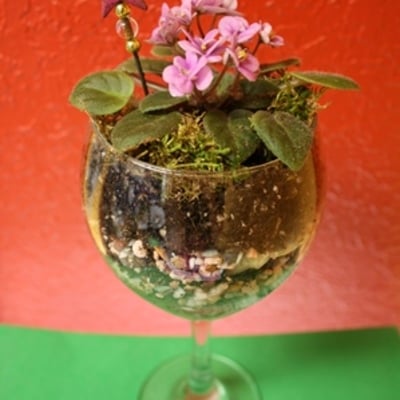 African violet wineglass terrarium kit