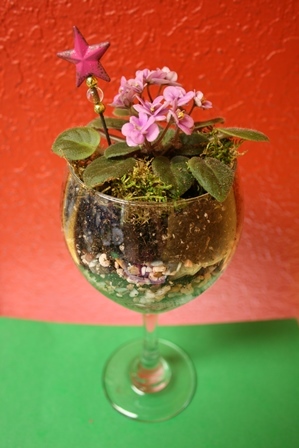 African violet wineglass terrarium kit