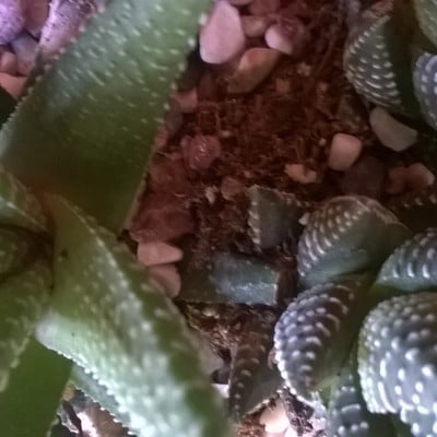 Mini terrarium plant collection