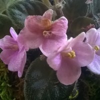 Mini Terrarium Plant Collection - Thumbnail 1