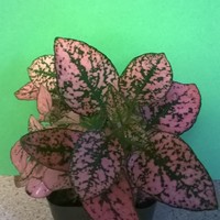 Mini Terrarium Plant Collection - Thumbnail 2