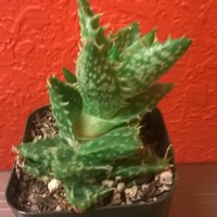 Mini Terrarium Plant Collection - Thumbnail 3