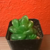 Mini Terrarium Plant Collection - Thumbnail 4