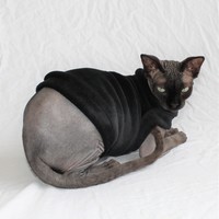 Monarch - Thumbnail 1