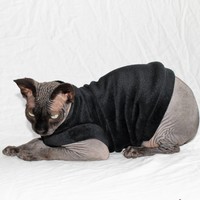 Monarch - Thumbnail 2