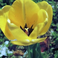 Floral Print - Thumbnail 1