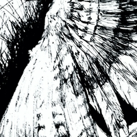 owl in flight - Thumbnail 2