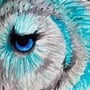 Teal owl-2