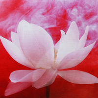 Mighty lotus – the premium designer eco mat/towel combination yoga mat with raw hemp yoga strap - Thumbnail 2