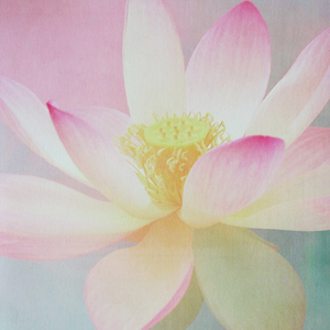 Supreme lotus the premium eco mat/towel combination yoga mat - Thumbnail 2