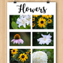 Photo Bundle: Flowers-1