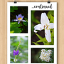 Photo Bundle: Flowers-2