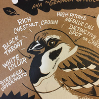 Eurasian Tree Sparrow - Thumbnail 2