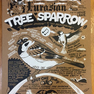 Eurasian tree sparrow