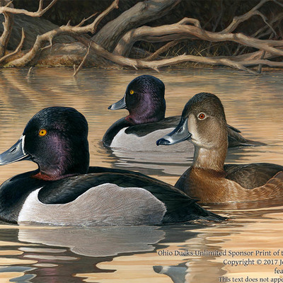On sale ohio ducks unlimited sponsor print 2018, ring-necked ducks (unframed)