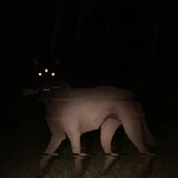 It Came Through the Yard - Long Sleeve T-Shirt - Thumbnail 1