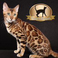 Branding Identity Logo Design Basic - Thumbnail 2