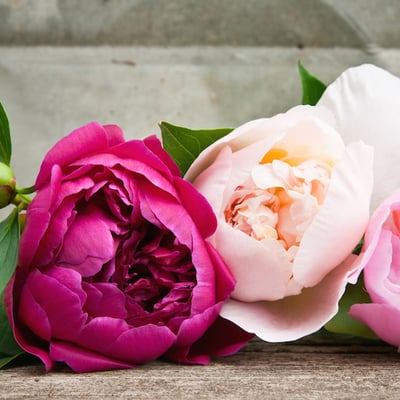 Flower crown - rainbow